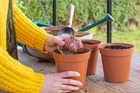 Woman planting Lilium bulb in plastic pot of gritty compost.