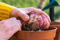 Woman planting Lilium bulb in plastic pot of gritty compost.