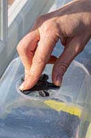 Woman closing air vent on lid of plastic propagator to increase humidity and aid germination.