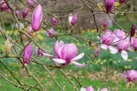 Magnolia denudata 'Forrest's Pink'- Yulan Magnolia
