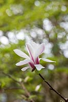 Magnolia kobus 'Norman Gould' x liliiflora 'O'Neill'