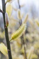 Salix hookeriana - Coastal Willow