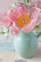 Floral arrangement of Paeonia 'Coral Charm' - Peony 'Coral Charm' and white Nigella damascena - Love-in-the-Mist. 