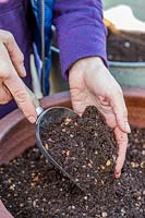 Woman adding mixed compost and grit to alpine planter. 