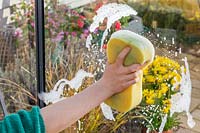 Close up detail of woman washing glass greenhouse window pane using a sponge and soapy water