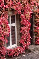 Parthenocissus covering stone house, view of window and door