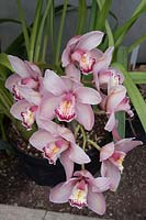 Cymbidium Loch Maree Penne x PG Woodhouse - orchid in pot in plunge bed