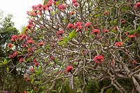 Plumeria rubra - frangipani 