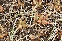 Allium cepa Aggregatum group Group 'Golden Gourmet' - Shallot 'Golden Gourmet'