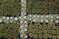 Looking down on differet types of Sempervivum planted in a pattern