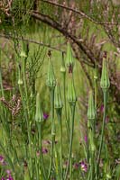 Tragopogon crocifolius buds, annual whose flowers close in the afternoon