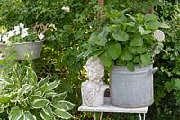 Vintage garden decorations with tin pots and woman's bust, all set amongst garden greenery including variegated Hosta