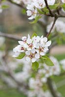 Pyrus communis 'Josephine de malines' - Pear 'Josephine de Malines' blossom
