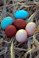 Eggs of Crested Cream Legbar, Copper Black Marans and Buff Sussex hens