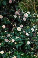 Camellia japonica 'Hagoromo' - Camellia 'Hagoromo' 