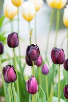 Tulipa 'Black hero' - Double Late Tulip 'Black hero' 