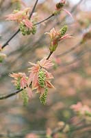 Acer pseudoplatanus 'Brilliantissimum' - Sycamore 'Brilliantissimum'