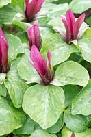 Trillium sessile - Sessile trillium