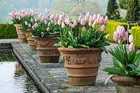 Row of terracotta pots planted with Tulipa 'Apricot Delight' along formal pond. 