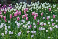 Large bed of mixed Tulipa - Tulip - planted in drifts. Varieties include: 'Angel's Wish', 'Shirley' and 'Diamond Jubilee'