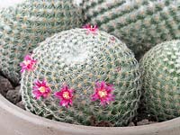 Mammillaria geminispina - Cactus, round with carmine pink flowers, growing in pot
