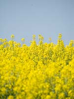 Oilseed Rape - Brassica napus - view of field crop against sky