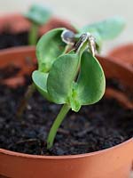 Helianthus annuus - Sunflower - seeds germinating with seed case on seed leaves
