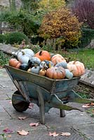 Vintage wooden wheelbarrow full of blue and orange pumpkins. 