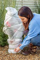 Woman tying string around containers with tender plants wrapped in fleece