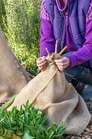 Woman tying hessian on to bamboo teepee covering a tender plant