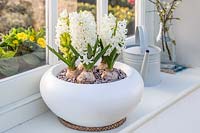 View of white flowering Hyacinths in white pot on windowsill in early spring. 