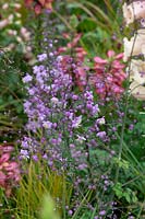Thalictrum aquilegiifolium 'Thundercloud' - French Meadow Rue 'Thundercloud'
