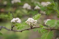 Sorbus - Rowan 