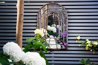 Hydrangea arborescens 'Annabelle' reflected in decorative mirror hanging on grey wooden fence.