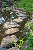 Stepping stones leading around edge of pond, with newly planted Lobelia siphilitica L. - Great Blue Lobelia. 