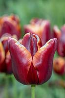 Tulipa 'Abu Hassan'