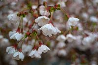 Prunus incisa 'Kojo-no-mai' - Cherry 'Kojo-no-mai'