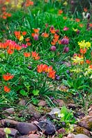 Tulipa 'Little Beauty', Tulipa 'Little Princess', Fritillaria meleagris - Snakeshead Fritillary and Primula veris - Cowlsip growing among rocks. 
