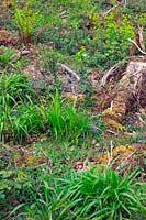 Diverse habitat among cleared woodland, including Viola riviniana - Violets