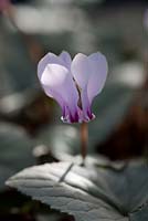 Cyclamen hederifolium var. hederifolium f. albiflorum