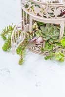 Detail of ornate birdcage planted planted with a mix of succulents.