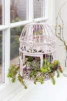 Detail of ornate birdcage planted planted with a mix of succulents hanging by window. 