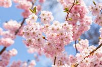 Prunus 'Accolade' blossom in spring