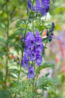 Aconitum carmichaelii Arendsii Group 'Arendsii' - Monk's Hood 'Arendsii'