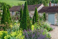 Tightly clipped Taxus - Yew - pyramids with view to gardener's shed beyond. 