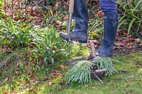 Person digging up a clump of Galanthus - Snowdrops after flowering in late winter.