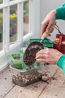 Woman adding thin layer of compost on top of the pea seeds sown in plastic fruit container. 