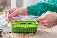 Woman adding plastic film as lid to aid germination of seeds. 