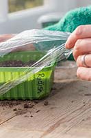 Woman adding plastic film as lid to aid germination of seeds. 