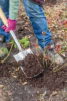 Adding well rotted manure to Rose shrubs in border with spade